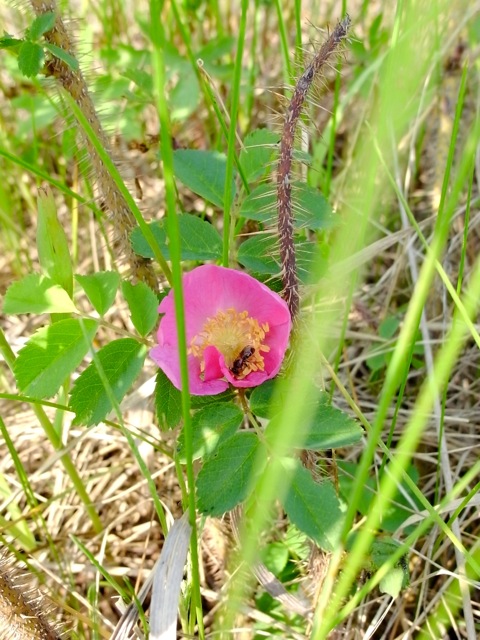 大根に牛蒡も発芽した_e0250594_7132482.jpg