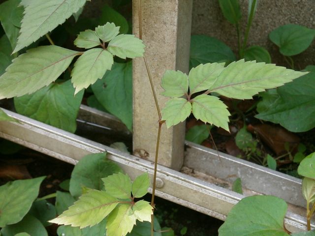 f0130894_19591029.jpg
