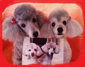 Poodles 1_f0296700_1113571.jpg