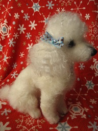 poodles 2_f0296700_22211821.jpg