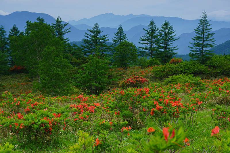 『紅に染まる甘利山・レンゲツツジ』_b0244602_9442736.jpg