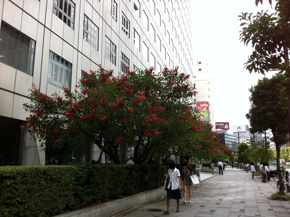 サザエさん銅像への償却資産税課税、そしてデイゴの花_d0054704_1142770.jpg