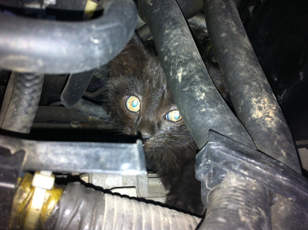 エンジンルームにいた猫 スターパーツダイアリー