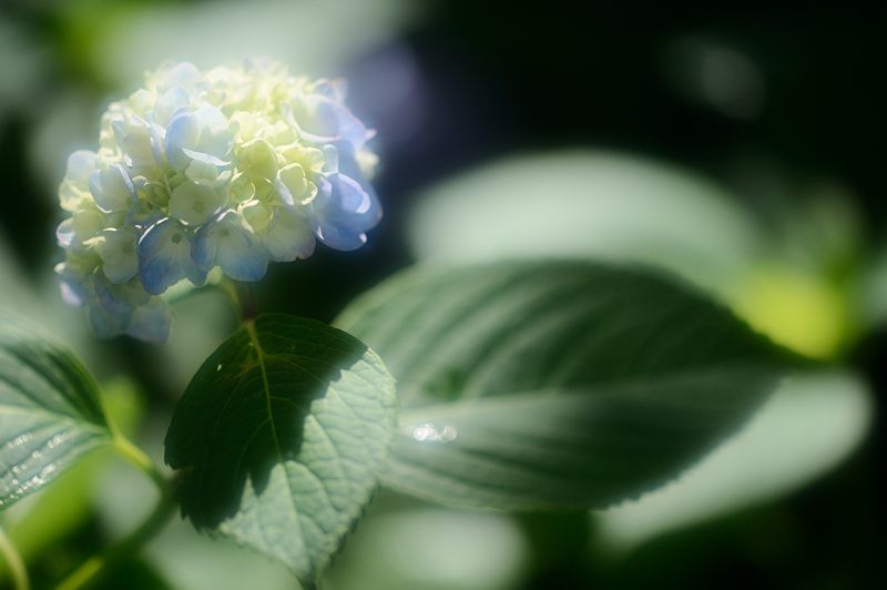 藤森神社紫陽花苑　其の二_f0032011_1940359.jpg