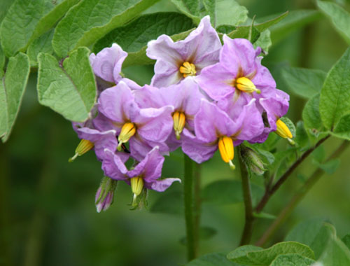 菜園便り 昆虫たち_e0048413_2171898.jpg