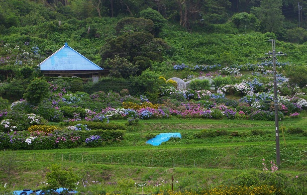 山あいにアジサイの館_b0275715_22565346.jpg