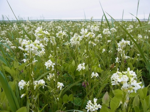 2013年6月19日（水）：週の真ん中は海へ[中標津町郷土館]_e0062415_20325134.jpg