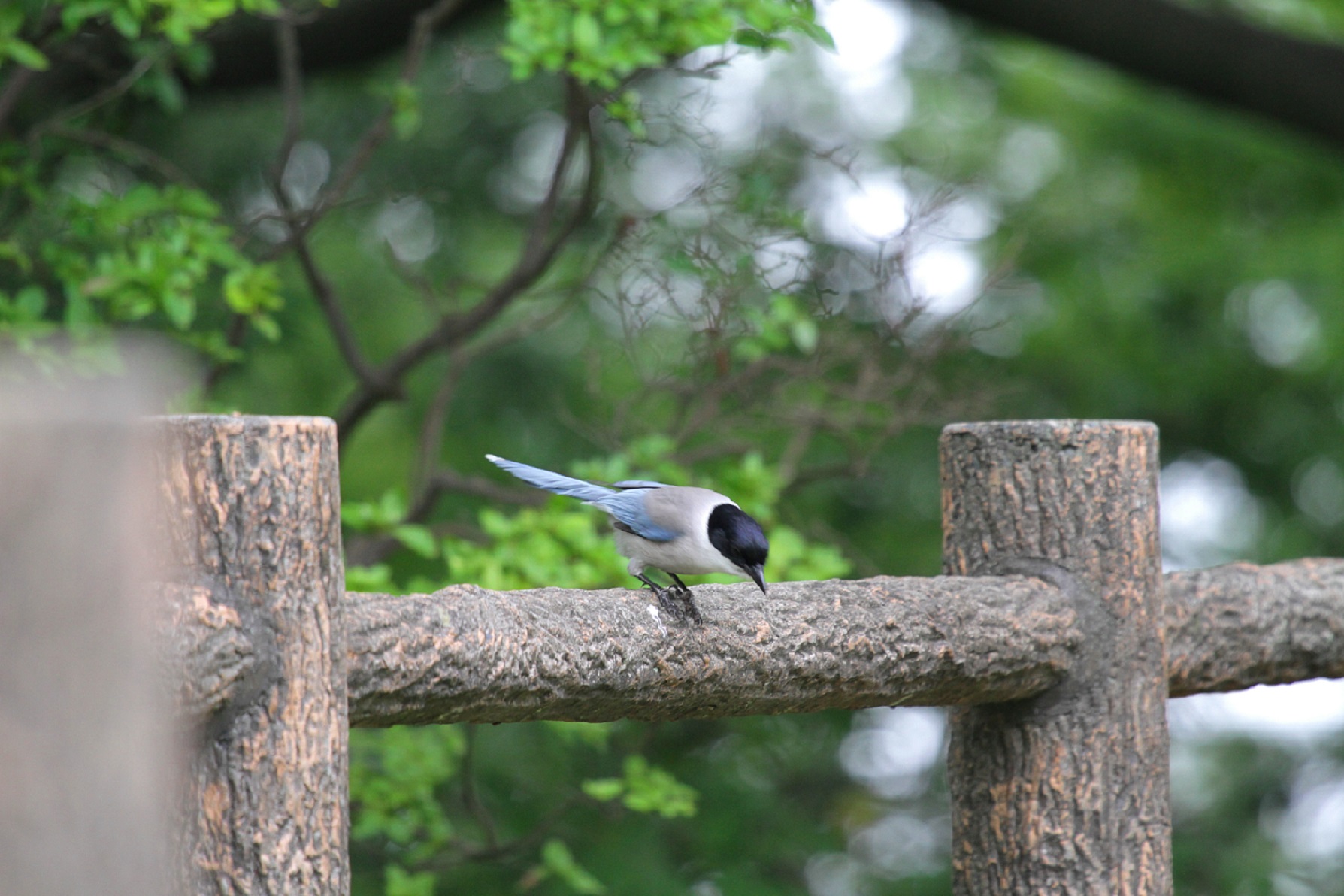 オナガの雛に逢ってきました 私の鳥撮り散歩