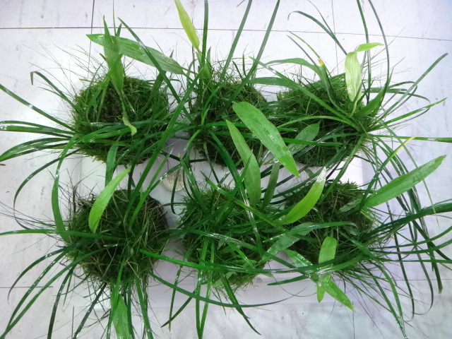 130619 侘び草・水草・淡水魚・金魚_f0189122_12504159.jpg