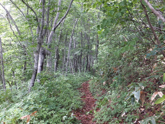 県境の目指山を目指す_c0141223_1854446.jpg