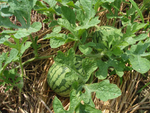 夏野菜、ただ今順調！_b0008825_1752155.jpg