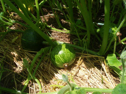 夏野菜、ただ今順調！_b0008825_1758156.jpg