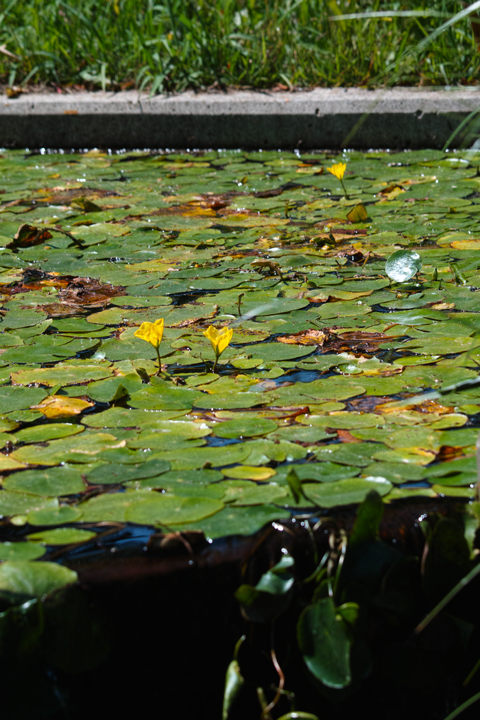 アサザ　～水元公園の夏～_c0223825_7452092.jpg