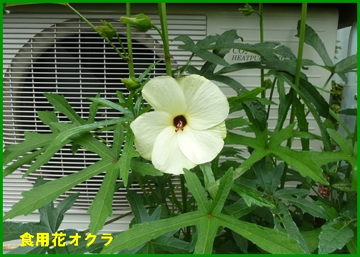 食用花オクラ 自然とともに生きる