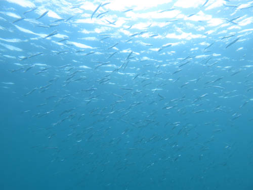2013年6月19日(水・曇り)甲浦&宍喰_d0164831_14305586.jpg
