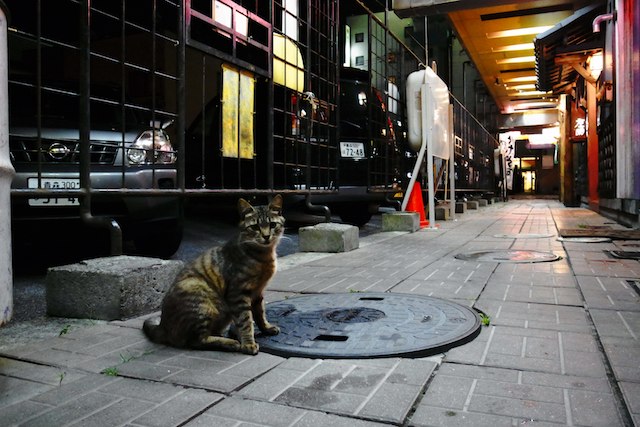 夜の街の猫。_e0171334_10572277.jpg