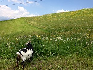 【623】 DAY11　雪化粧の残るアルプス、お花畑で遊ぶ動物たち、家庭料理...昔ながらの生活がここにある_b0033935_2134361.jpg