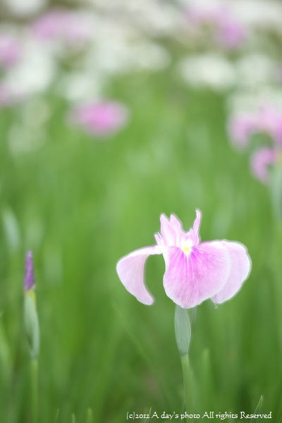 ひとりぼっちの花菖蒲_c0244037_21194210.jpg