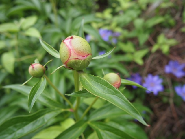 c0117239_97110.jpg