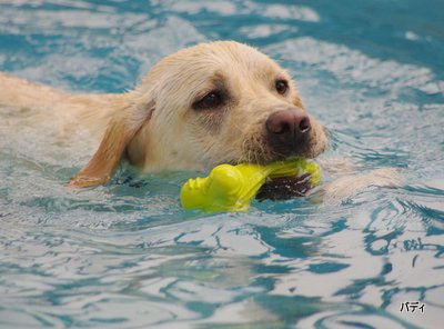 シーズンに向けて～Let\'s swim！！_a0142343_11223941.jpg