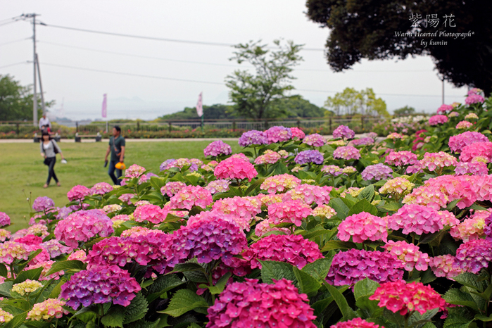 福岡　高塔山公園　紫陽花　１_c0294943_10123075.jpg