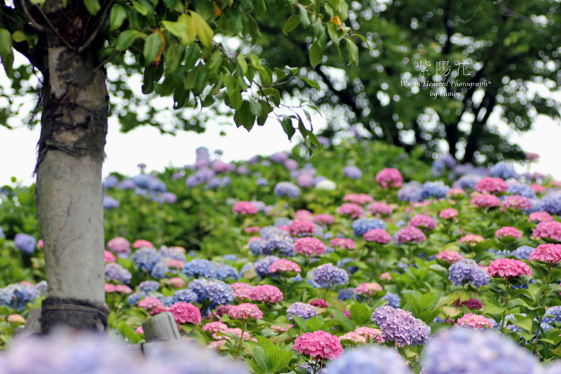 福岡　高塔山公園　紫陽花　１_c0294943_10132830.jpg