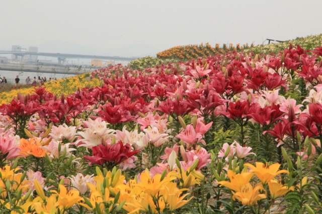 大阪舞洲 ゆり園 後編 大阪府 963 77