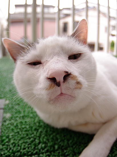 ぬお ぶつぶつ独り言2 うちの猫ら21 ぬお ぶつぶつ独り言2 うちの猫ら21