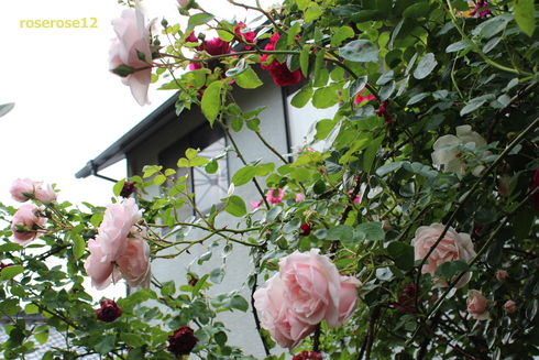 MyRoseGarden 44 ～バラのトンネル周辺2～_a0249051_065314.jpg