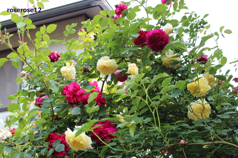 MyRoseGarden 44 ～バラのトンネル周辺2～_a0249051_093831.jpg