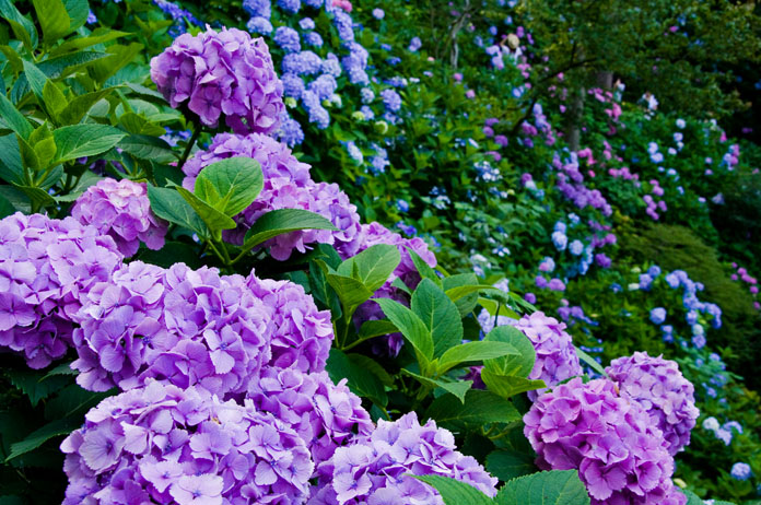 初夏、紫陽花の都、鎌倉_c0257955_1113587.jpg