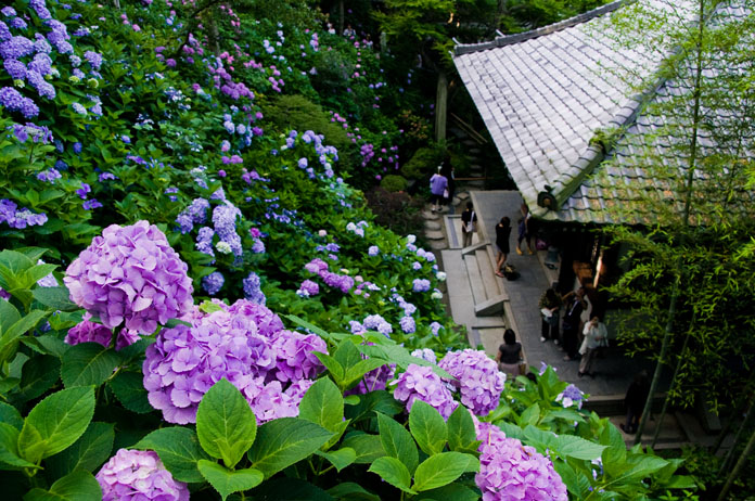 初夏、紫陽花の都、鎌倉_c0257955_11161784.jpg