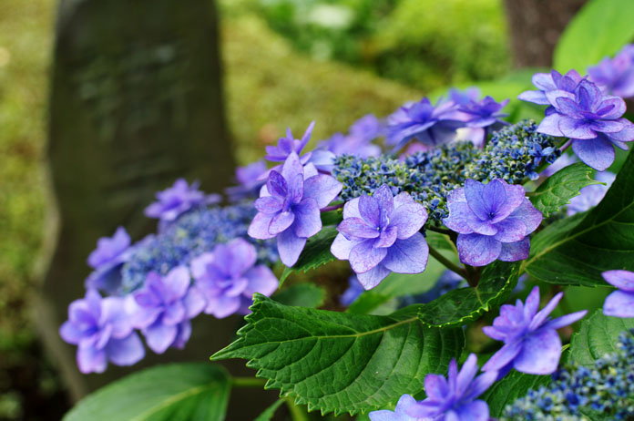 初夏、紫陽花の都、鎌倉_c0257955_11171756.jpg