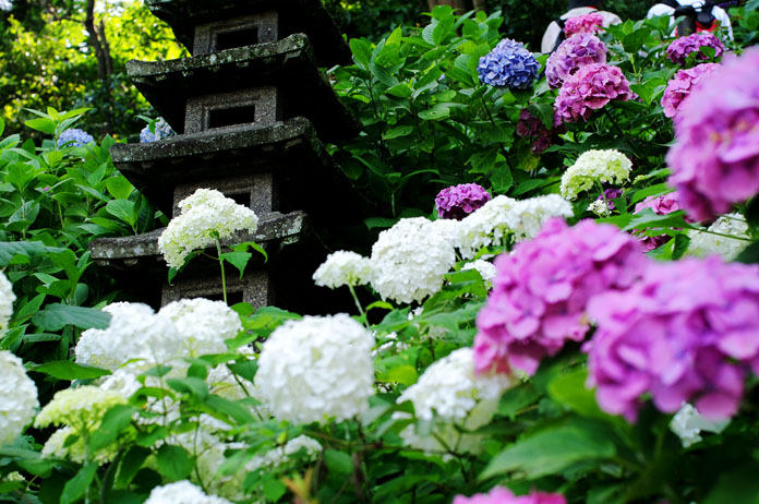 初夏、紫陽花の都、鎌倉_c0257955_11174118.jpg