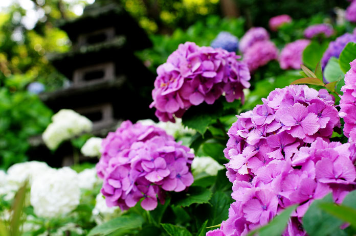 初夏、紫陽花の都、鎌倉_c0257955_11175544.jpg