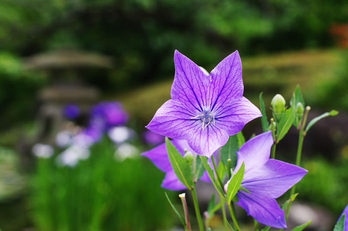 初夏、紫陽花の都、鎌倉_c0257955_1117791.jpg