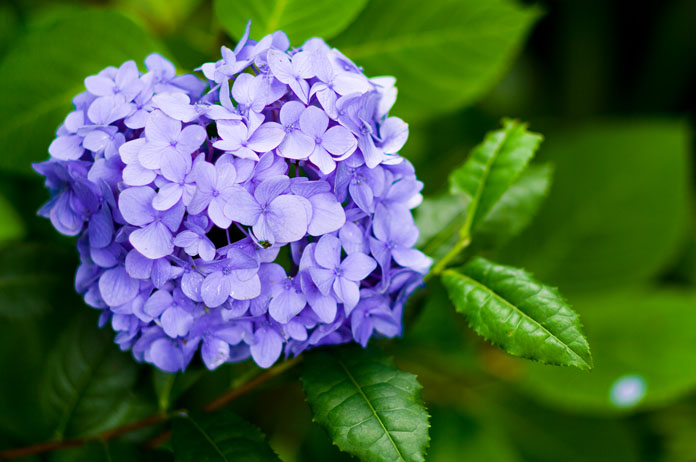 初夏、紫陽花の都、鎌倉_c0257955_1119334.jpg