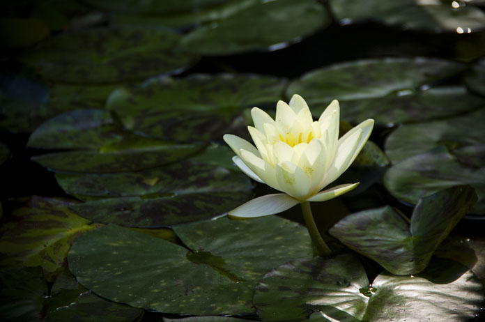 初夏、紫陽花の都、鎌倉_c0257955_1119661.jpg