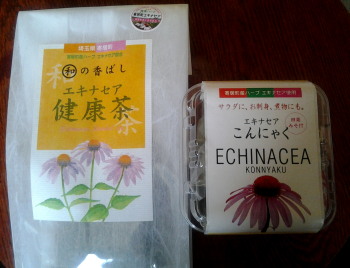 寄居のエキナセア_a0061057_2332799.jpg