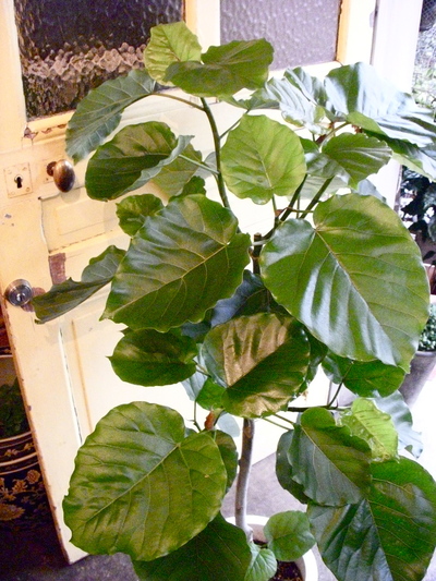 インドアグリーン_a0229658_187993.jpg