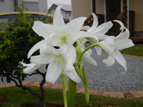 ’13,6,19(水)強風と白い花!_f0060461_10202725.jpg