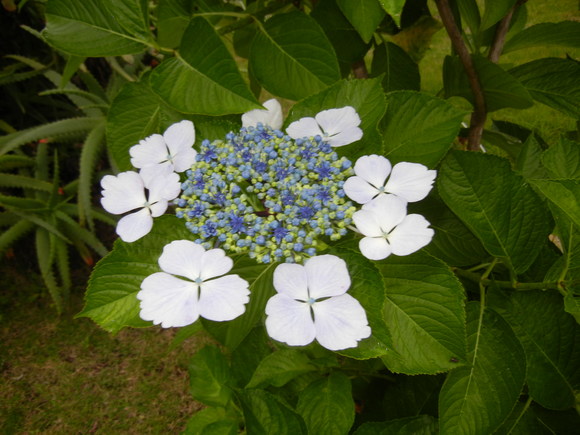 ’13,6,19(水)強風と白い花!_f0060461_10241145.jpg