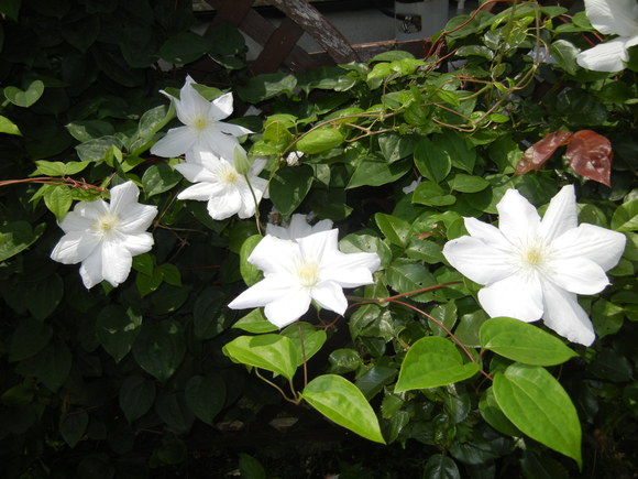’13,6,19(水)強風と白い花!_f0060461_10243946.jpg