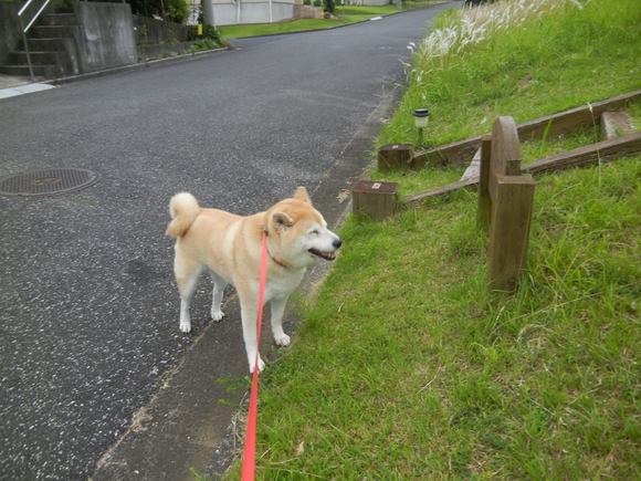 ’13,6,19(水)強風と白い花!_f0060461_10438.jpg
