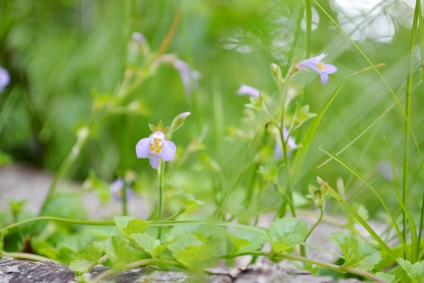 赤城山はセミの大合唱でした_e0050579_20193685.jpg