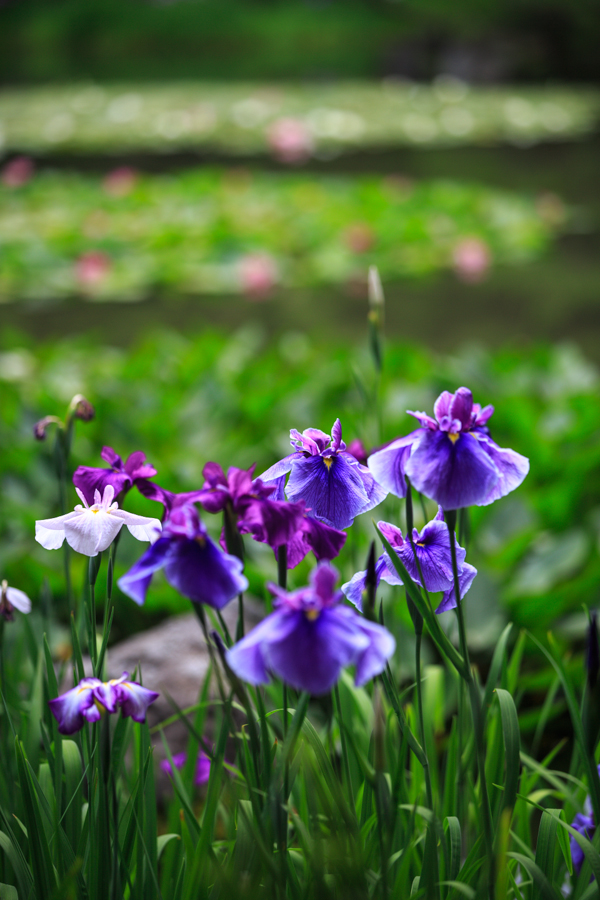 花菖蒲と睡蓮！　　～平安神宮～_b0128581_19482527.jpg