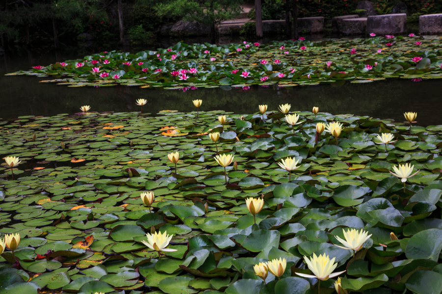 花菖蒲と睡蓮！　　～平安神宮～_b0128581_19485273.jpg