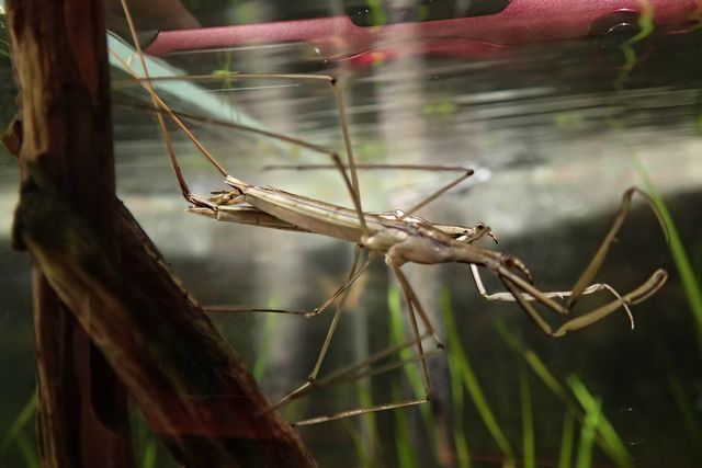 ミズカマキリの交尾 Close To You