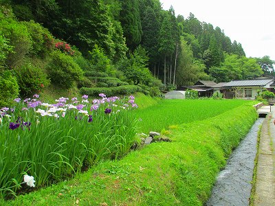 マタタビの木・蛍を見に宝泉寺温泉へ１_d0156186_0365210.jpg