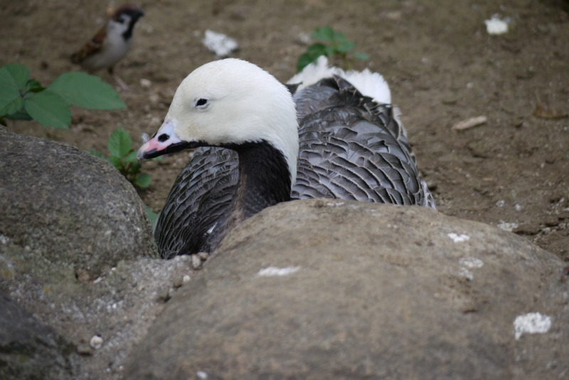 上野動物園①_a0127090_12243699.jpg